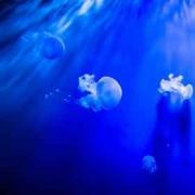 Nebezpečné medúzy (jedovaté) žijící v Černém moři