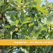 С детьми в Хорватию Отдых в хорватии 1 взрослый ребенок